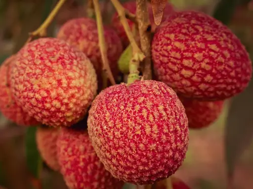 Lychee