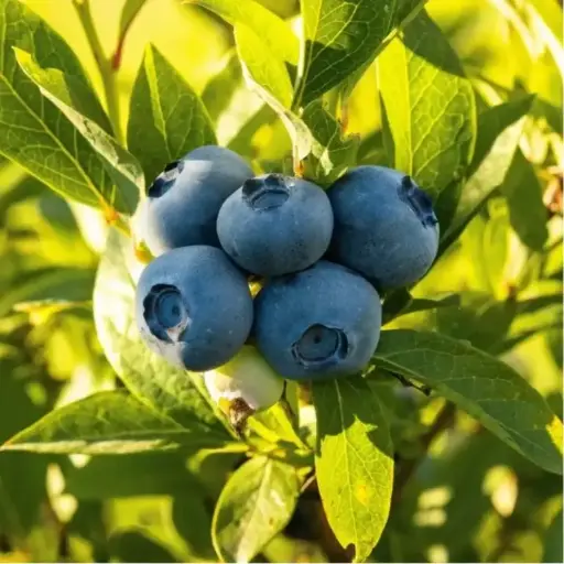 藍莓