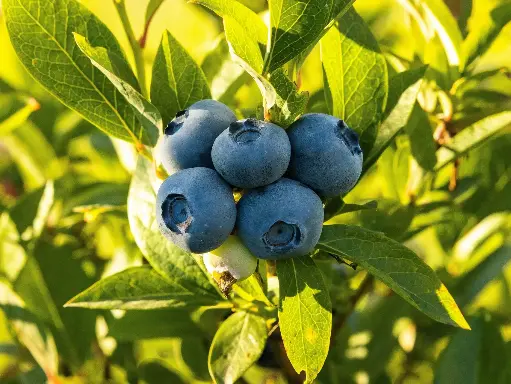 Blueberries